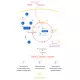 Homocystein-Intercell Wsparcie metabolizmu homocysteiny Prawidłowy rozwój komórek (90 kaps) Mito-Pharma