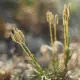 Ekologiczne Zarodniki Widłaka Pyłek 30 g Ekologiczne Dary Natury