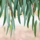 Olejek Eteryczny Eukaliptusowy 100% 10 ml Dary Natury