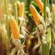 Mąka Kukurydziana BIO Ekologiczna 1 kg Bio Planet