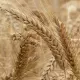 Mąka Orkiszowa TYP 700 BIO Ekologiczna 1 kg Bio Planet