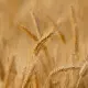 Mąka Pszenna Tortowa TYP 480 BIO Ekologiczna 1 kg Bio Planet