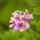 Pelargonia Afrykańska