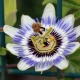 Passiflora