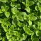 Oregano (Lebiodka pospolita)