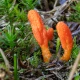 Kordyceps (Maczużnik Chiński)