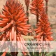 Aloe Arborescens 01 Aloes Drzewiasty z Sokiem z Cytryny i Imbiru Organic 500 ml Organic Life