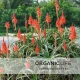 Aloes Drzewiasty