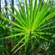 BICAPS SAW PALMETTO + Wsparcie Prostaty (60 kaps) ForMeds