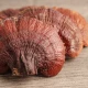 Reishi Lakownica Żółtawa BIO Ekstrakt Standaryzowany 500 mg (50 kaps) BeOrganic