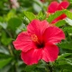 Hibiskus Kwiat EKO 80 g Herbatka Ziołowa EcoBlik
