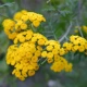 Kwiat wrotyczu pospolitego (Tanacetum vulgare L.)