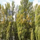 Topola czarna (Populus nigra)