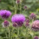 Ostropest plamisty (Sylibum marianum)