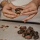 Kawa Daktylowa Bezkofeinowa z Daktyli Naturalna 200 g Natura Wita
