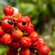 Caffeine 200 mg z Guaraną (100 kaps) VEGE Aliness
