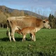 Colostrum A2 Beta-kazeina Liofilizowana Siara Bydlęca (60 kaps) Genactiv