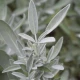 Pot Control - Szałwia Ashwagandha Pokrzywa Witamina B6 Kontrola Potliwości (60 kaps) Herballine Pharmovit
