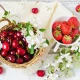 Kreatyna Grzyby i Różeniec Smak Wiśnia-Truskawka Proszek 300 g Osavi