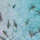 Shark Oil Olej z Wątroby Rekina Witamina A D3 Cytryna Płyn 200 ml Aliness