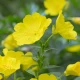 OLICAPS Evening Primrose Olej z Wiesiołka Witamina A E (60 kaps) ForMeds