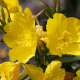 Wiesiołek dwuletni (Oenothera biennis)