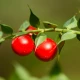 Ruszczyk Kolczasty (Ruscus aculeatus L. Radix)