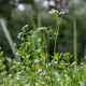 Przytula Czepna (Galium aparine herba)