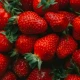 WPC Koncentrat Białka Serwatkowego Instant o Smaku Truskawkowym Proszek 700 g Gym Food Pharmovit