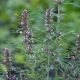 Cardiovita Complex+ Kora Sosny Głóg Ginko Biloba Guggul (90 kaps) Biowen