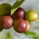 Owoce Camu camu