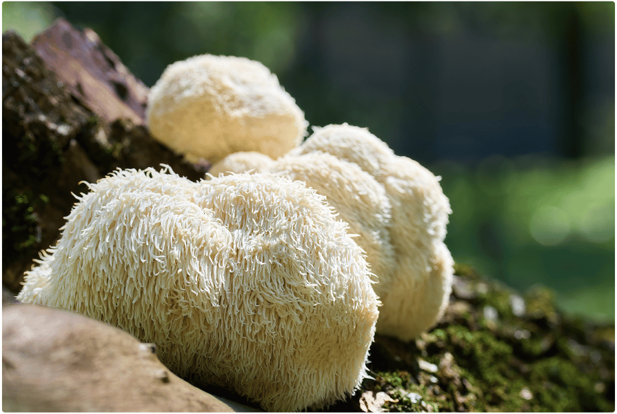 Odkryj Lion’s Mane (Soplówka jeżowata) i inne - nootropiki, czyli naturalna regeneracja i pobudzenie