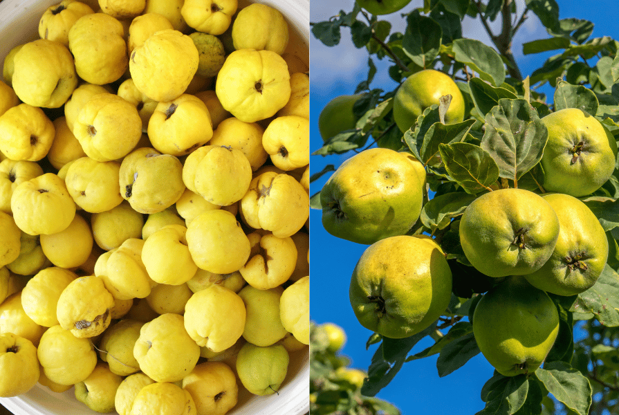 Różnice między owocami pigwy i pigwowca