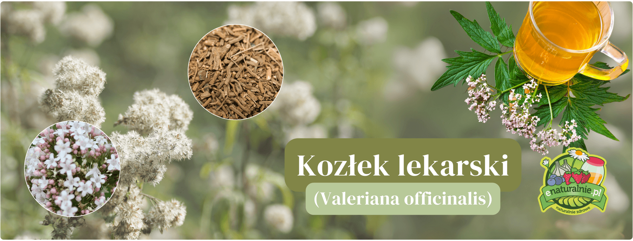 Kozłek lekarski