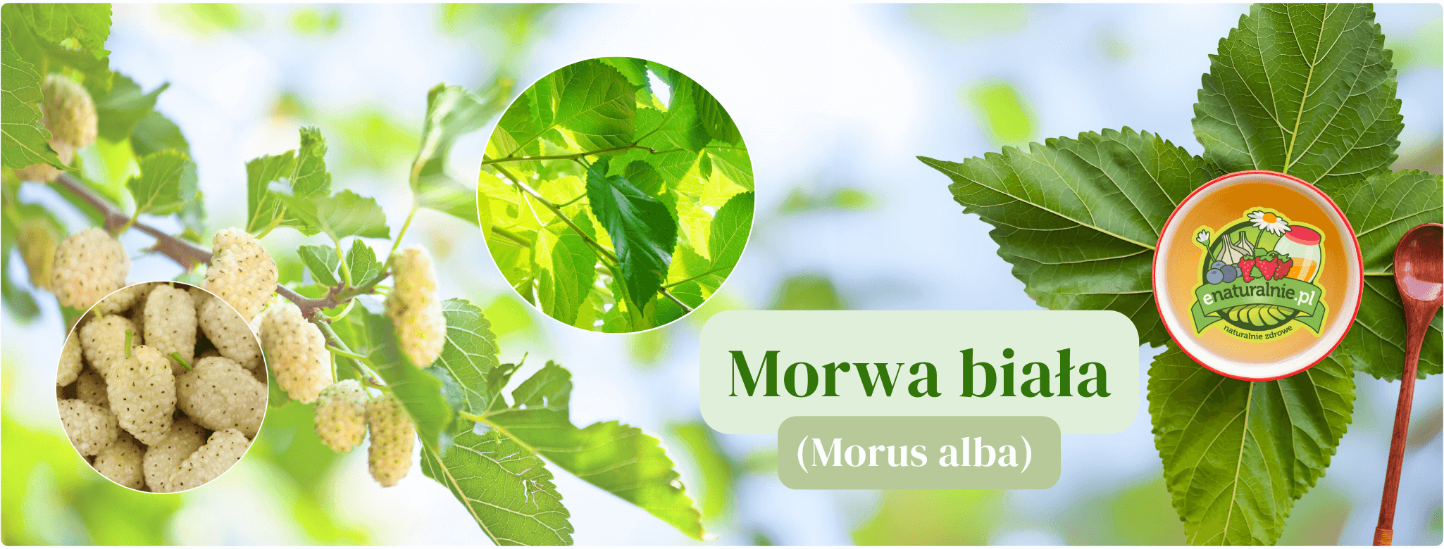 Morwa biała