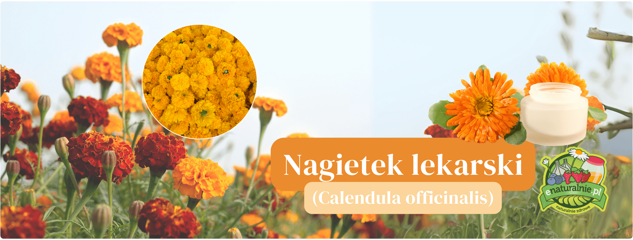 Nagietek lekarski 