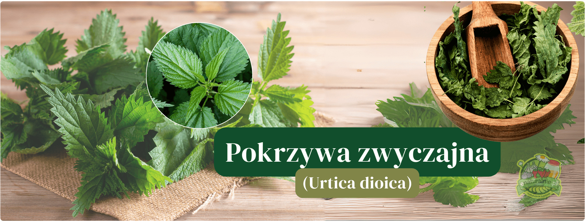 Pokrzywa zwyczajna