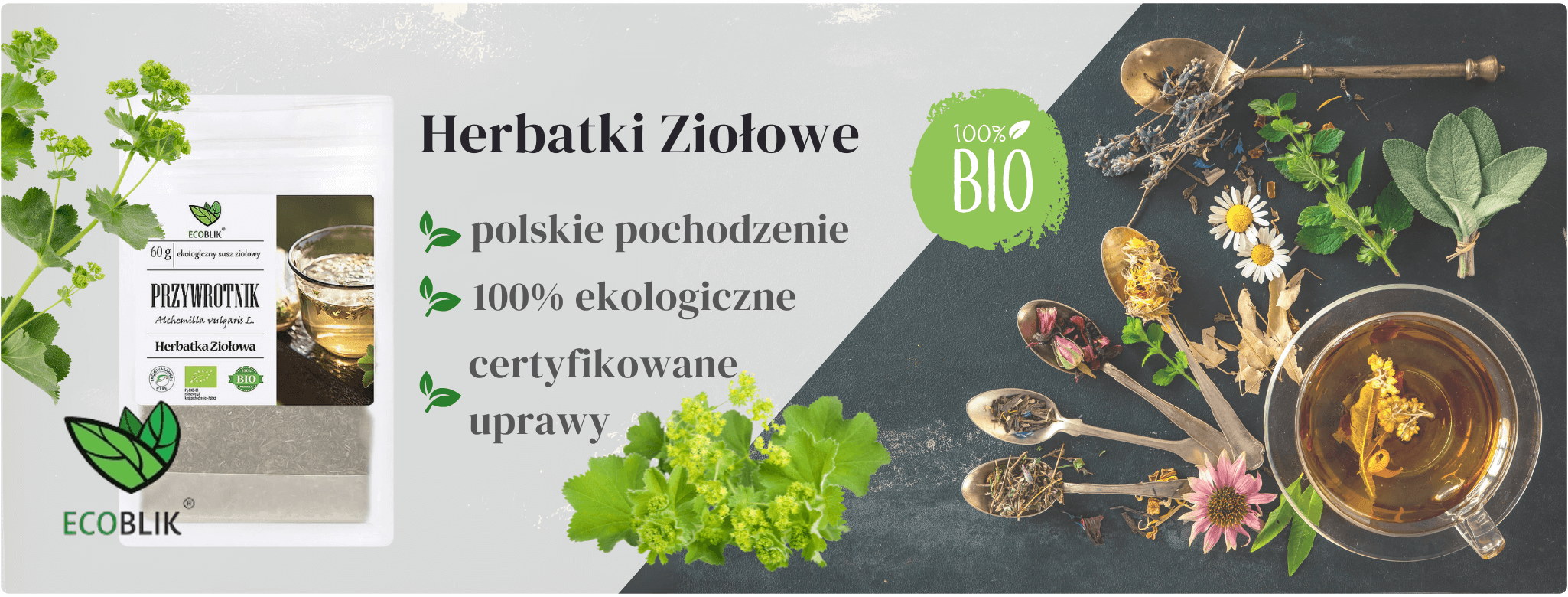 Przywrotnik Pospolity Susz Eko 60g Herbatka ziołowa EcoBlik