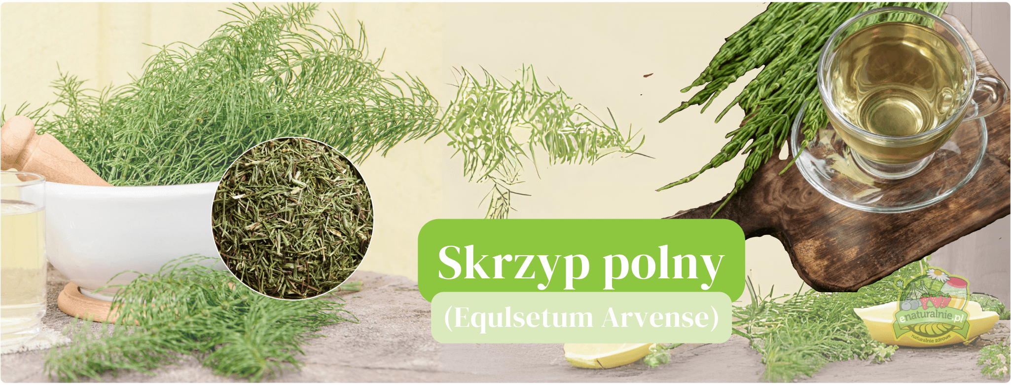 Skrzyp polny