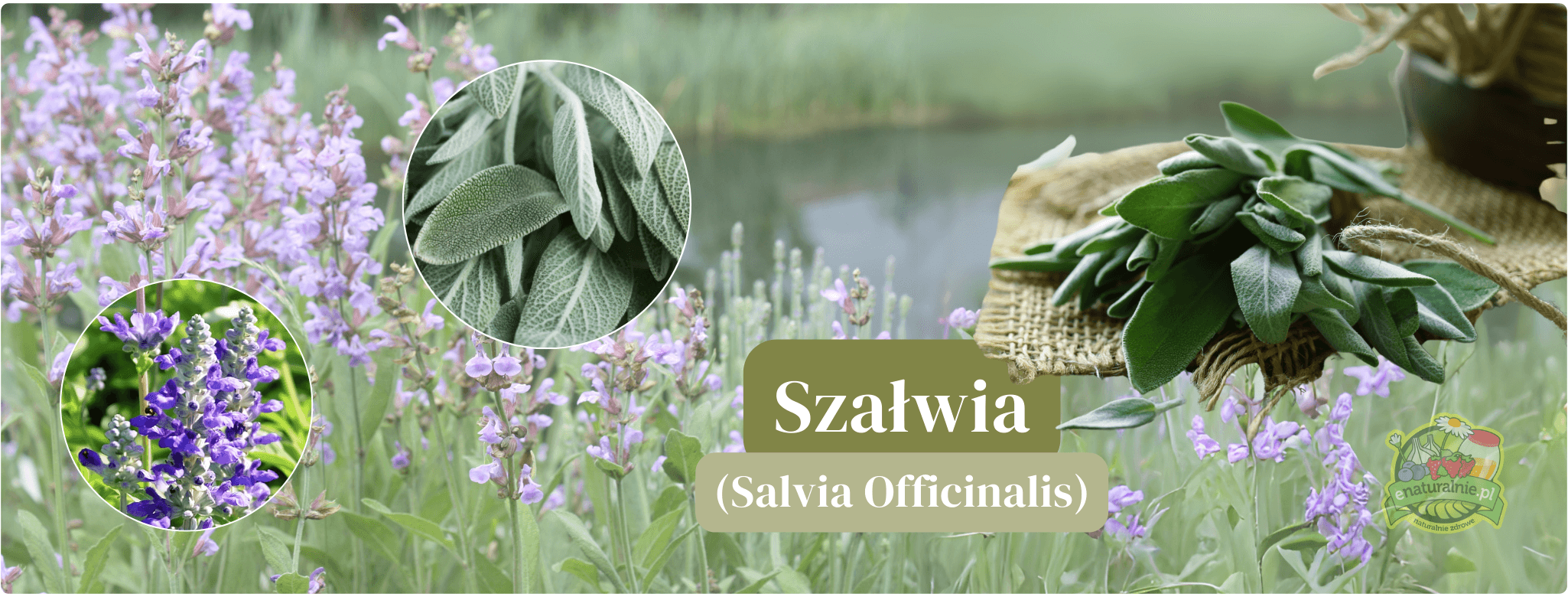 Szałwia