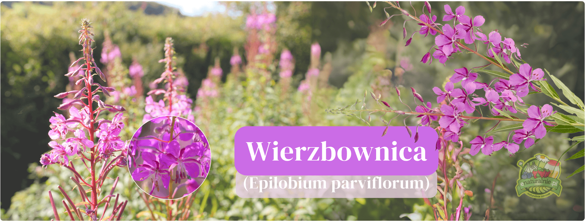 Wierzbownica drobnokwiatowa